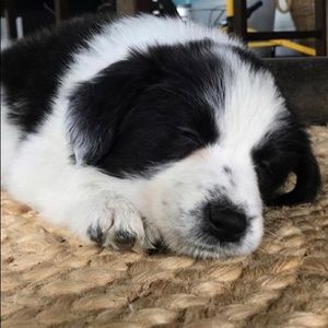 Meet your Posher, Lucy